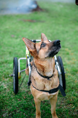 Naklejka na ściany i meble curious dog in a wheelchair