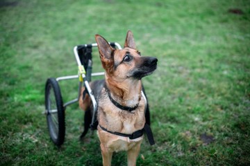 gaze in the dog's wheelchair