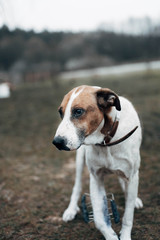 A dog with a broken paw. External fixation of bone.