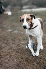 A dog with a broken paw. External fixation of bone.