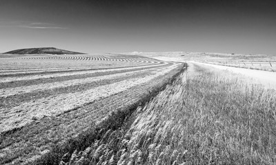 Alfalfa Field in the Pryor Mountains in Montana USA © htrnr