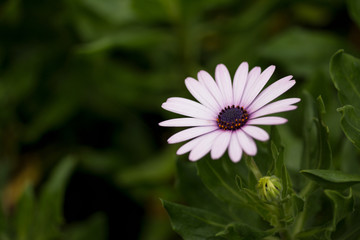 Obraz premium Beautiful dimorphotheca is blossom on a garden. African daisy on a green background, macro.