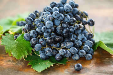ripe dark blue grapes with green leaves