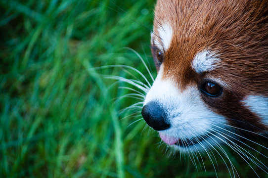 Fototapeta Red panda close up face in the Great Vancouver Zoo