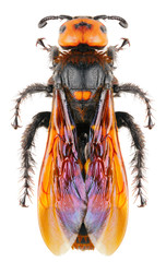 The solitary wasp Megascolia maculata a very large wasp isolated on white background, dorsal view...