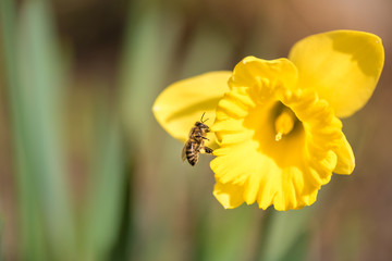 Beautiful daffodils in spring against a tender background - bee collects honey - Narcissus...