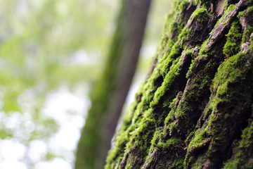 High resolution photo of moss on the tree with bokeh of a tree and a river behind