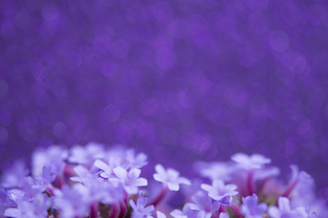 Fototapeta na wymiar Purple Flowers on Blurry Background, Copy Space