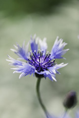 Abstract Flower Closeup