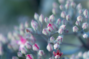Pink Sedum Flower Buds, Up Close