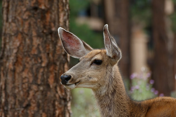 Mule Deer (Odocoileus hemionus) doe in Colorado