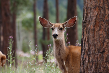 Mule Deer (Odocoileus hemionus) doe in Colorado