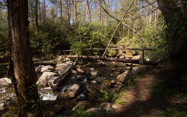 Maddron Bald Trail Creek Crossing
