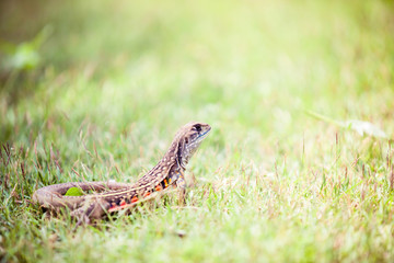 Lizard in the grass