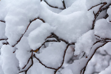 White snow lies on the branches of the tree. Winter