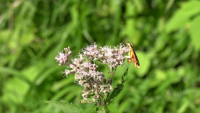 Schmetterlingstreff