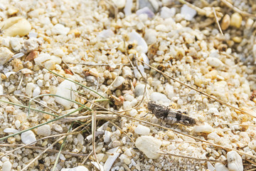 Blue-winged grasshopper