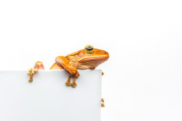 frog isolated on white background