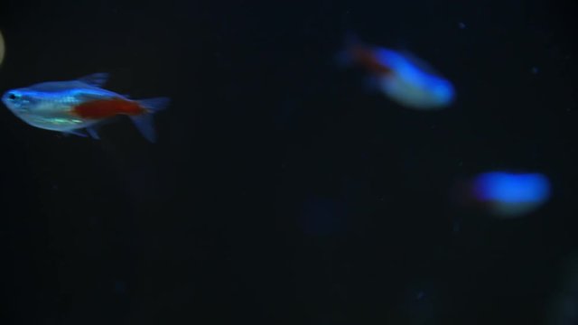 Swarm of Neon Tetra Paracheirodon in nesi freshwater fish. Fish in the aquarium