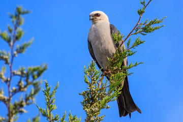 A Watchful Mississippi Kite (Ictinia mississippiensis) perched in a tree