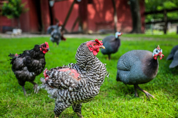 Rooster leading a pack with guineas