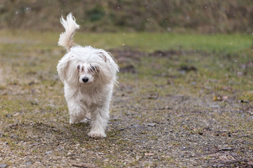 Chinese Crested Dog Powder Puff - little cute white dog is running