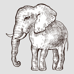 Elephant. Vector illustration