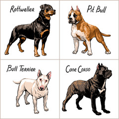Set of dogs. Vector illustration.