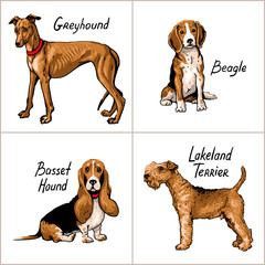Set of dogs. Vector illustration.
