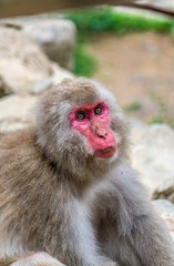 Wild japanese Macaque (Macaca Fuscata) or Snow monkey. Jigokudani, Nagano Prefecture, Japan