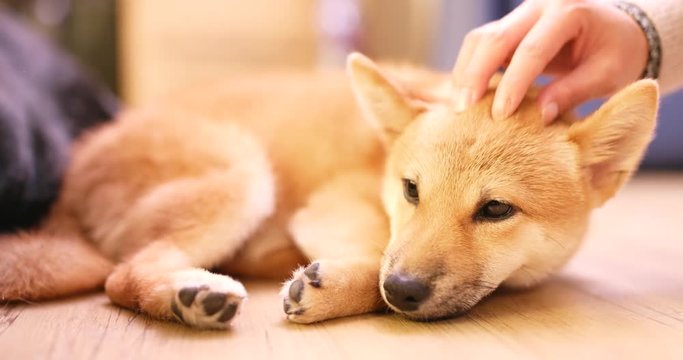 Pet owner touch on little puppy shiba inu dog