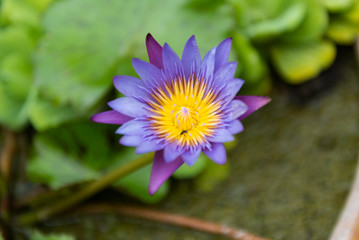 close-up shot of purple waterlily blooming