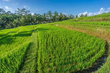 Fototapeta na wymiar Green rice paddy field near Ubud, Bali, Indonesia