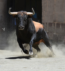 bull