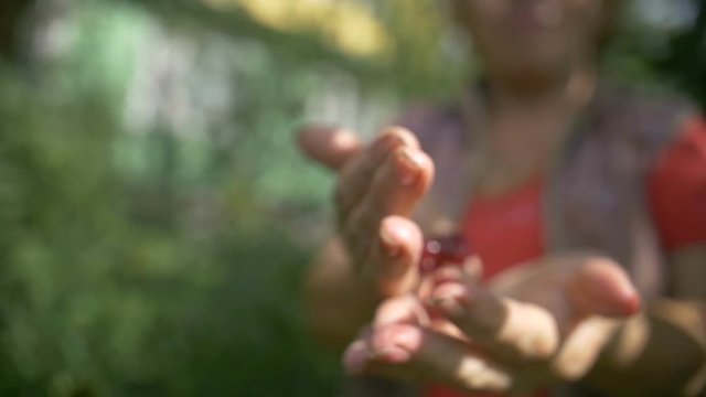 Woman harvests cherries in the garden