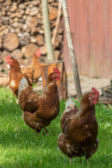Group of free range hens gazing close to the backyard hovel