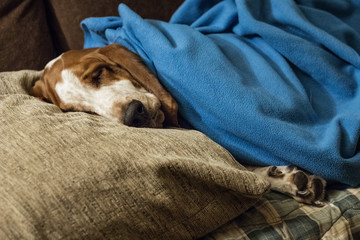 Obraz premium Basset Hound dog brown and white sleeping comfortably on the sofa with blanket and cushion