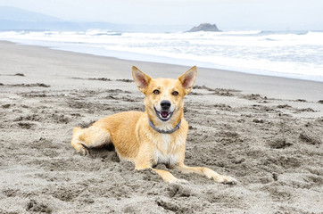 Portrait of dog lying on the sandy beach. Ocean in the background.