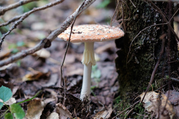 Fly agaric