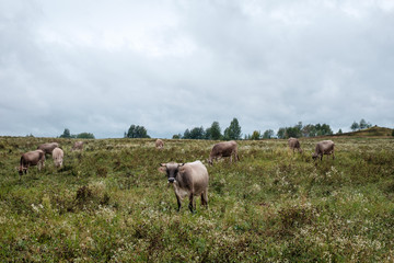 Cows grazing on the field