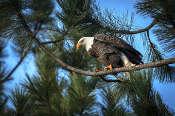 An alert perched bald eagle.