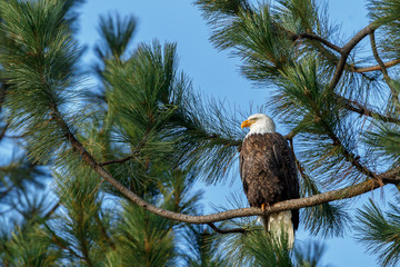 Sideview of American eagle.