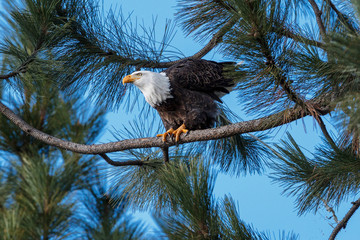 Eagle relieves itself in tree.