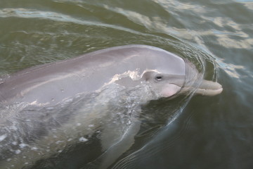 Delfino nuotare