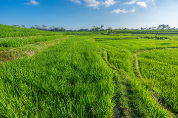 Green rice paddy field in Near Ubud, Bali