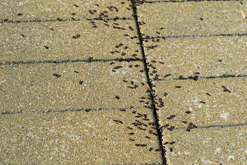 Obraz premium Many ants on the pavement of the city