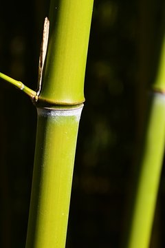 Bright green, slightly flavescent bamboo stalk in bamboo forest with small side leafless branch growing from node