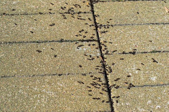 Many Ants On The Pavement Of The City