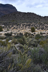 Fototapeta na wymiar Red Rock Canyon Conservation Area landscape, Nevada USA - Cholla Cactus and low vegetation