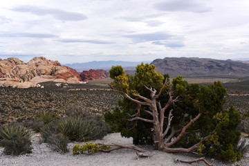 Red Rock Canyon landscape